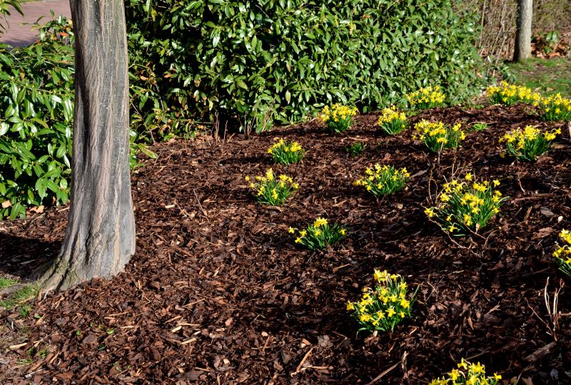 Get Professional Mulch Delivery To Enhance Soil Health!